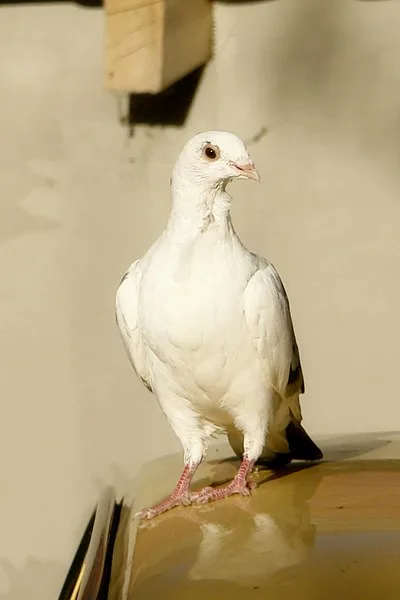 Fotografie przyrody